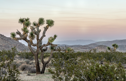 Sunrise in the desert in Joshua Tree National Park, California, USA