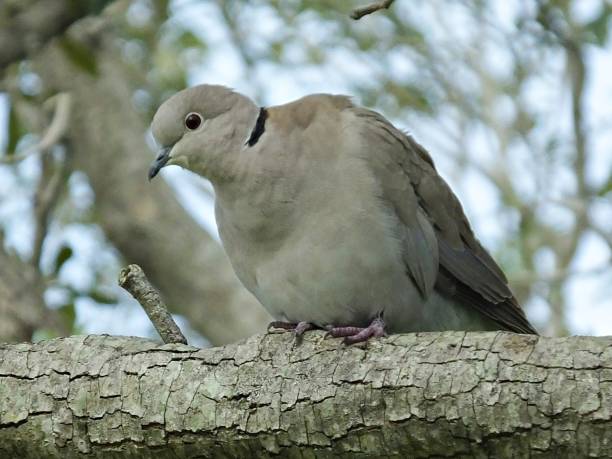 istock Eurasian Collared Dove (Streptopelia decaocto) - perched in a Florida tree looking down 1196903507