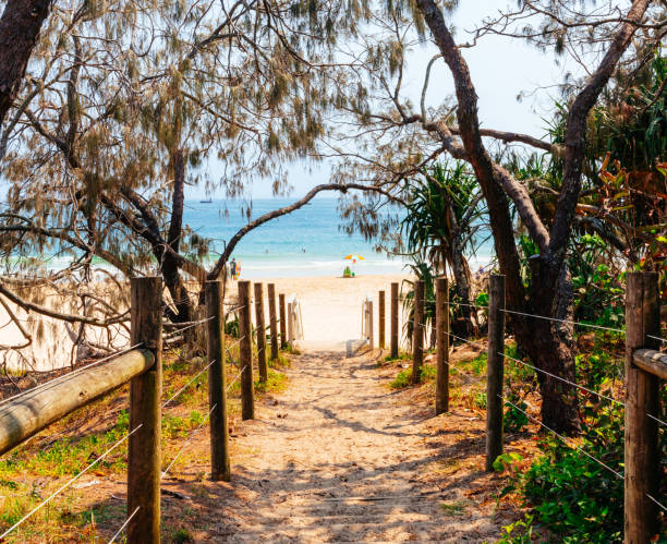 Sandy beach track with view to blue ocean and beach umbrella Mooloolaba Beach, Sunshine Coast, Queensland. One point perspective looking down a sandy beach walkway surrounded by native trees with view to sand, ocean and red and white beach umbrella in the distance. mooloolaba beach stock pictures, royalty-free photos & images