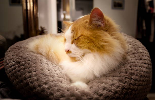 istock Orange and White Cat in a Cat Bed 1196906320