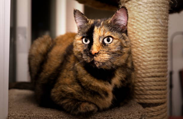 istock Blue-eyed Tortoiseshell cat 1196906322