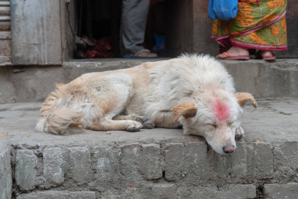 Dog on streets of Kathmandu with bindin on head during diwali