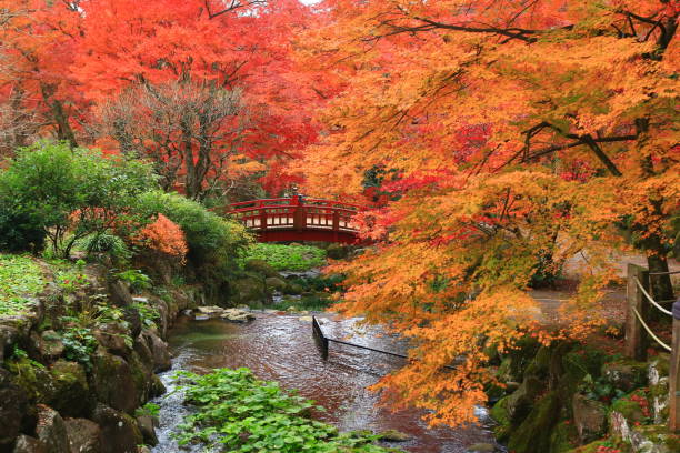 un mélange de couleurs en automne. feuilles rouges de l'érable japonais, acer palmatum, avec un ruisseau en cours d'exécution. - japanese maple leaf water japan photos et images de collection