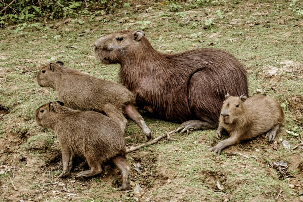 istock The Pampas (outside Rurrenabaque), Bolivia 1196915527