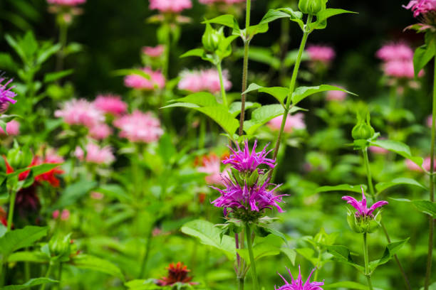 crimson beebalm (monarda) poussant dans le jardin - beebalm photos et images de collection