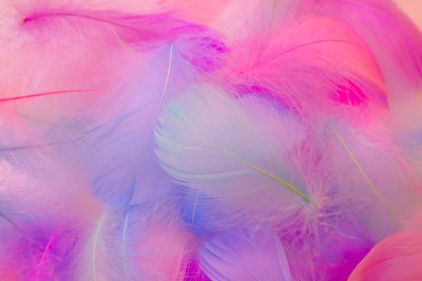 istock Beautiful abstract purple and blue feathers on white background and soft white pink feather texture on colorful pattern, colorful background, colorful feather 1196916522