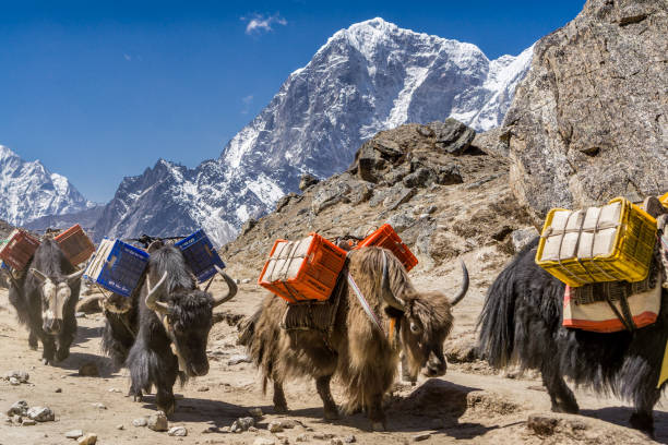 istock Gorak Shep to Pangboche, Nepal 1196918168