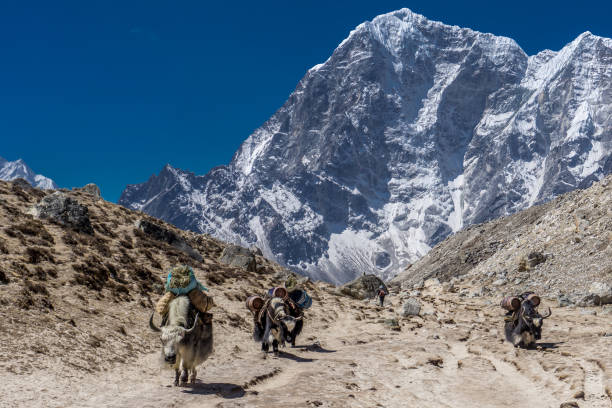 istock Gorak Shep to Pangboche, Nepal 1196918170