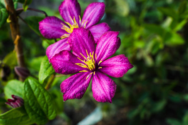 Clematis in macro