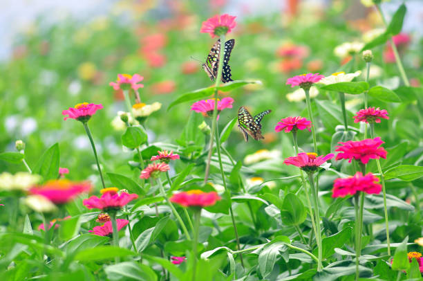 istock red flowers in the garden 1196918893