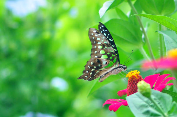 butterfly on a flower