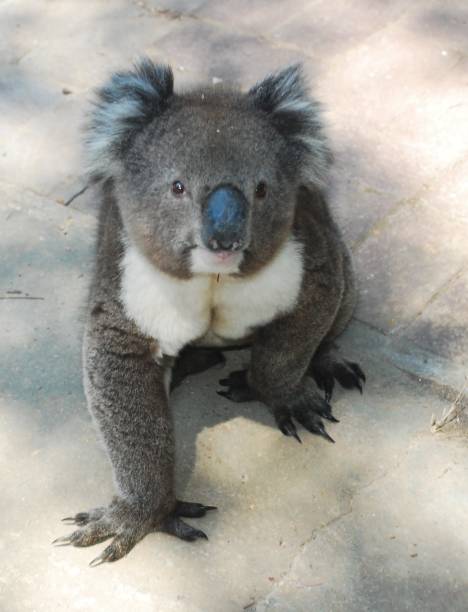 Koala stroll Wild koala in Australia koala walking stock pictures, royalty-free photos & images