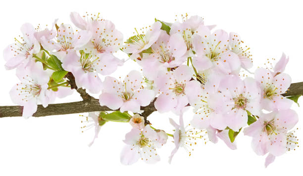 istock Apple flowers branch isolated on a white background. 1196922082