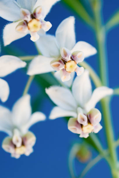 istock Cute white flowers on blue background 1196923003