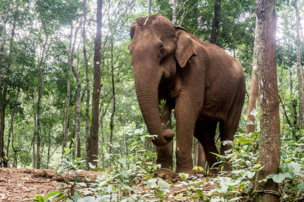 istock Mondulkiri, Cambodia 1196923418