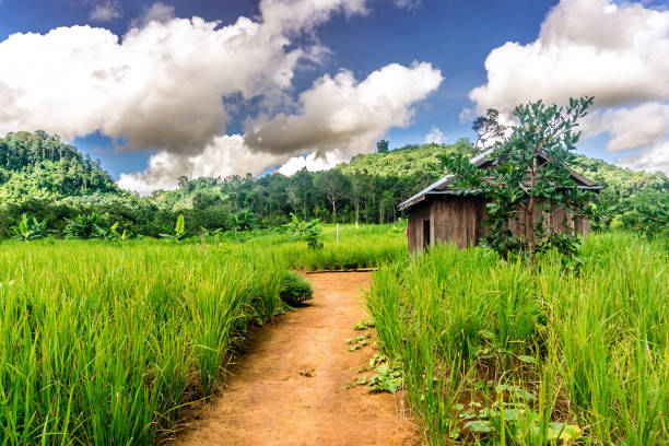 Mondulkiri, Cambodia 18km hike to a Bunung Village in Cambodia mondulkiri province photos stock pictures, royalty-free photos & images