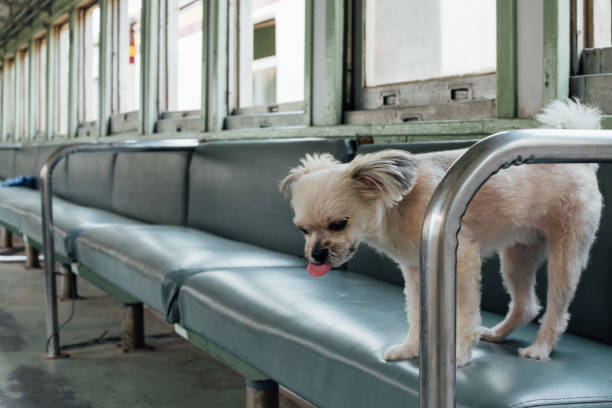 istock Dog so cute inside a railway train wait for travel 1196923451