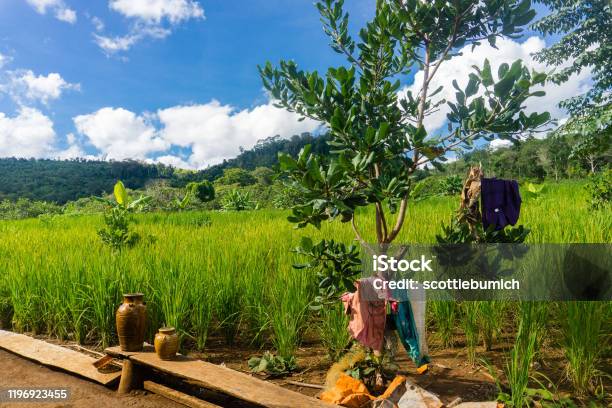 Mondulkiri Cambodia Stock Photo - Download Image Now - 2016, Agriculture, Cambodia