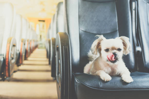 istock Dog so cute inside a railway train wait for travel 1196923458