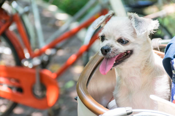 istock Dog so cute on bicycle basket wait for travel 1196923464