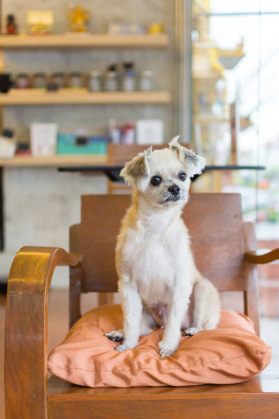 istock Dog so cute mixed breed in cafe looking something 1196923472