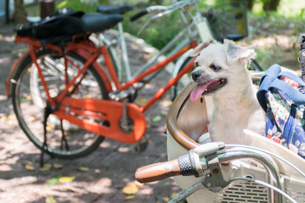 istock Dog so cute on bicycle basket wait for travel 1196923475
