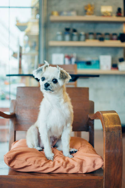 istock Dog so cute mixed breed in cafe looking something 1196923482