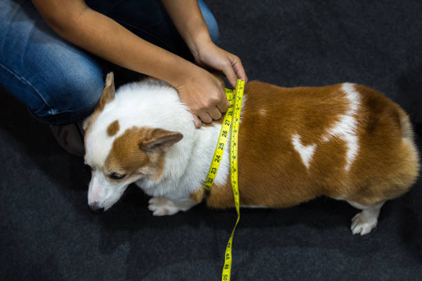 Dog Corgi overweight and fatness with tapeline stock photo