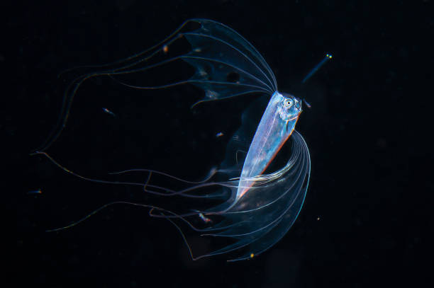 istock Ribbonfish Deep Sea Underwater Creature from Outer Space during Blackwater diving at Izu, Japan 1196924814