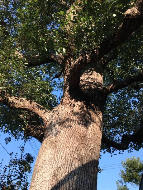 istock A large tree with a refreshing blue sky. Looking at the top, my neck hurts. 1196926280