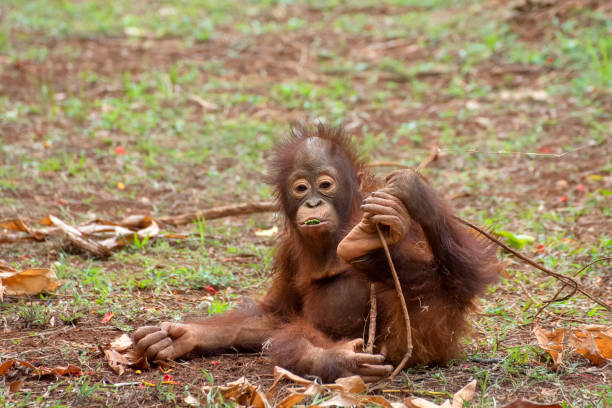 istock Orangutan from borneo island 1196928871