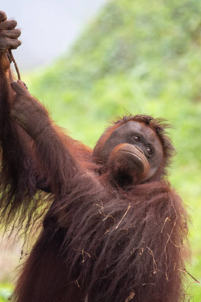 istock Orangutan from borneo island 1196928949