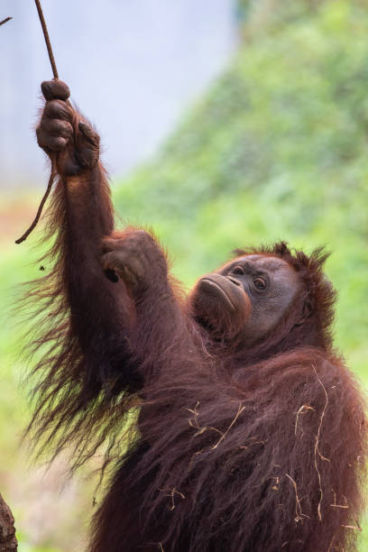 istock Orangutan from borneo island 1196928953