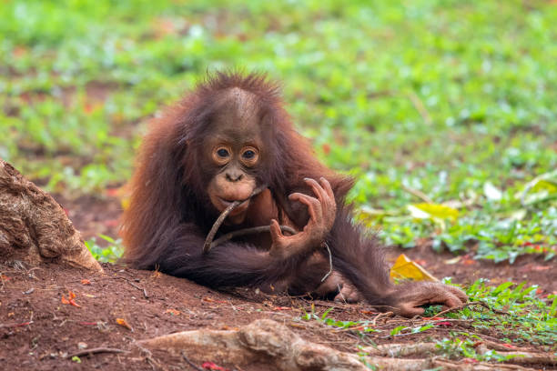 istock Orangutan from borneo island 1196928965