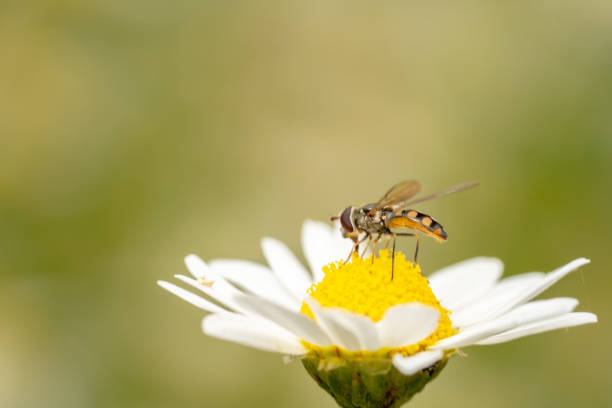 istock Side shot of a Hover fly/fruit fly sitting on white gerbera flower with yellow dial 1196930984