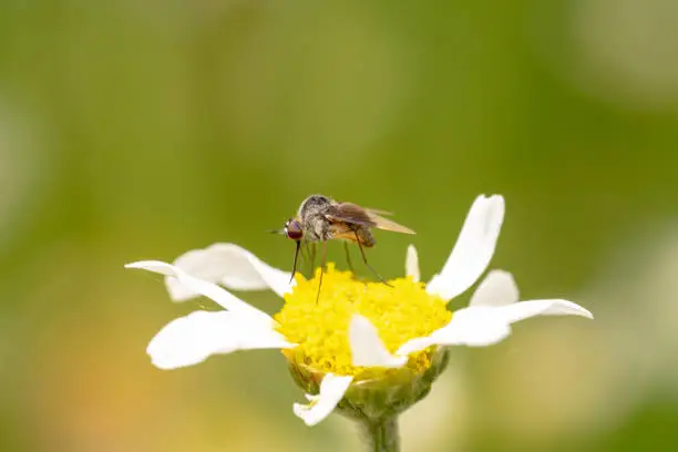 Black male mosquito sitting on a white gerbera flower with yellow centre with a long proboscis sticking out