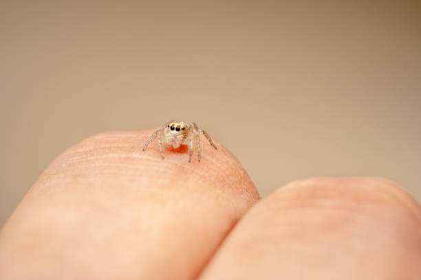 istock Brown jumping spider with brown spots crawling on  fingers with cute big eyes looking curiously 1196931204