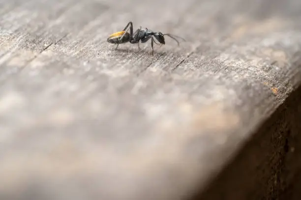Golden tailed spiny ant/Polyrhachis resting on a wooden fence