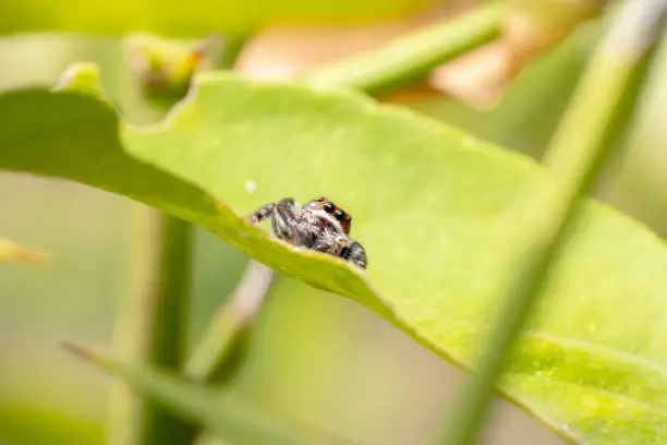 Colourful jumping spider sitting on a green leaf and sun bathing, Peaking out from behind a leaf