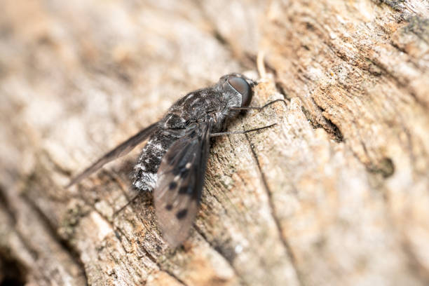 The tiger bee fly Xenox tigrinus resting on a tree bark side view shot The tiger bee fly Xenox tigrinus resting on a tree bark side view shot black fly stock pictures, royalty-free photos & images