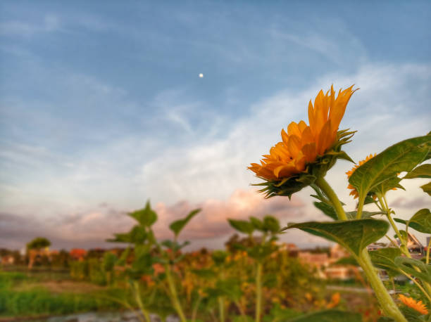 Sunflower blossom on background of blue Sky & rural view.