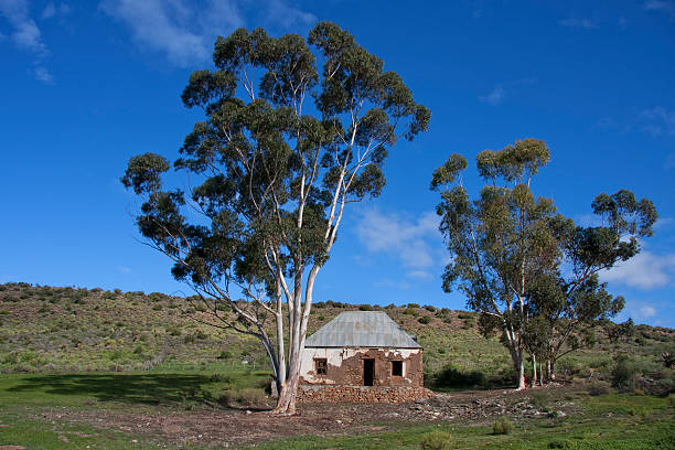 istock Ruin and bluegum trees 119693524