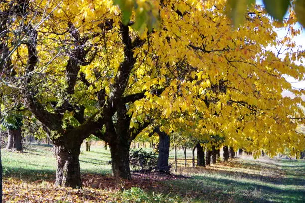 Polarizing filter, orchard in November,