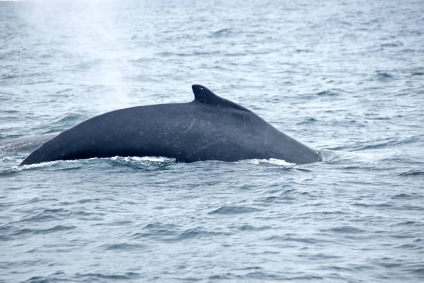 istock Dorsal fin of a humpback whale 1196937154
