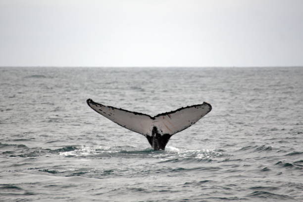 istock Tail of a humpback whale 1196938765