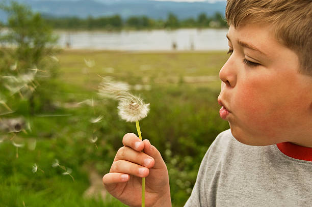 Blowing On A Dandelion stock photo