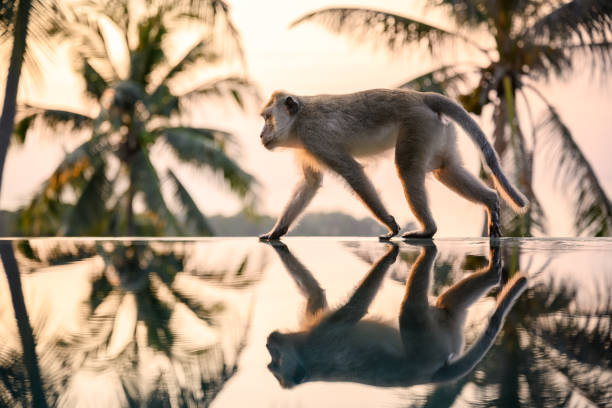 Monkey walking on the Pool Edge Monkey walking over the edge of an infinity pool at sunset. Nikon Z7. Converted from RAW. ko samui stock pictures, royalty-free photos & images