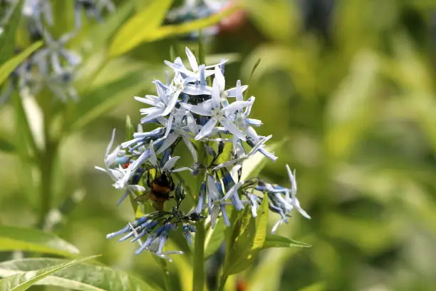 Bee on side of Eastern bluestar or Amsonia tabernaemontana flowering plant bunch of small light blue open blooming flowers surrounded with light green leaves planted in local home garden on warm sunny summer day