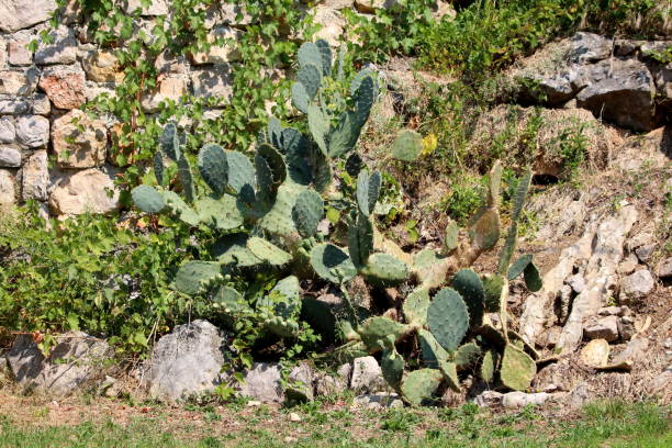 istock Cactus plants filled with long sharp needles surrounded with grass and other plants growing on side of stone wall at house backyard 1196939685