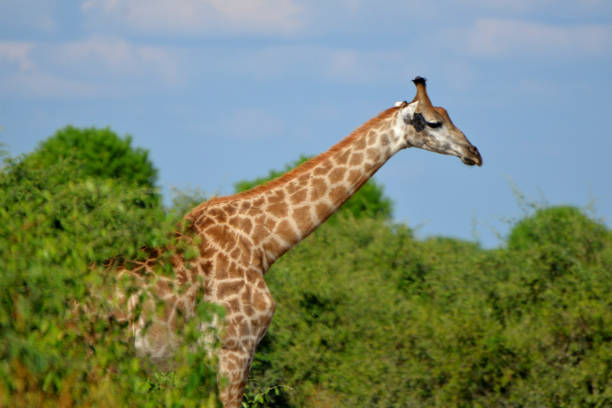 istock giraffe in the chobe national park (botswana) 1196939741